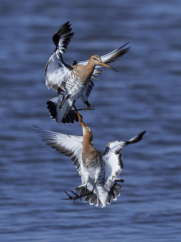 Qual è la procedura corretta per tagliare le unghie a un gatto senza provocare dolore?